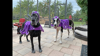 Great Danes Have Fun Playing With Their Octopus Costume Legs
