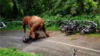 Elephant invades road and destroys scooter