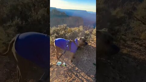 Trip to Grand Canyon! #travel #dogs #shorts #funnyvideo