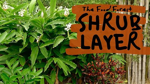 12 Edible Shrubs To Fill Out Your Tropical Food Forest