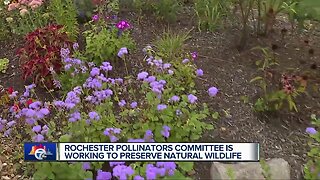 Rochester Pollinators Committee is working to preserve natural wildlife