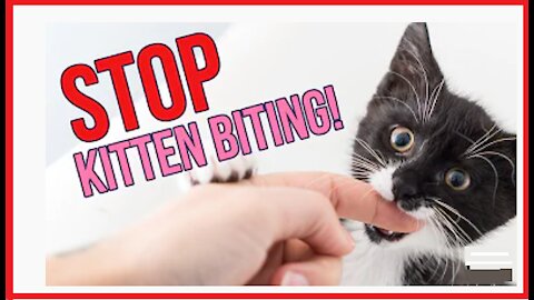HOW TO MAKE YOUR KITTEN STOP BITING YOU