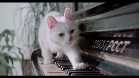 5 Minutes Of Romantic Piano Music | Meditation Music | Piano Cat | Relaxing Music #meditation #cat