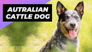 Australian Cattle Dog 🐶 The Ultimate Herding Dog