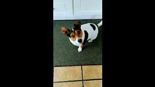 Jack Russell Terrier Indicates That He Wants To Walk Around The Pond.