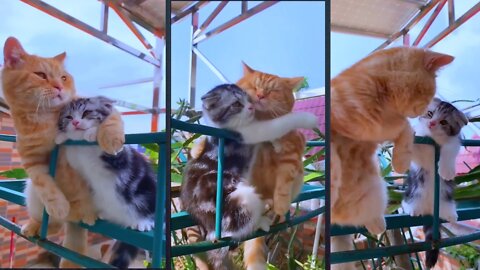 Cute Cat couple Romantic moment ! 😍