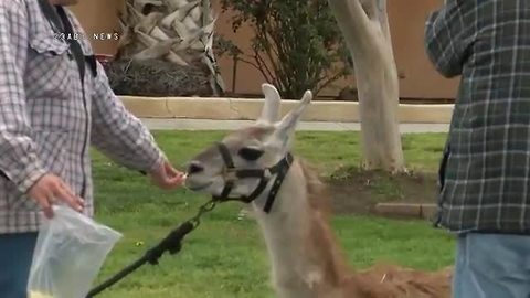 RAW VIDEO: Llama caught after running away in southwest Bakersfield