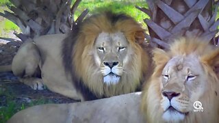 Digital Zen: The lions of Lion Country Safari