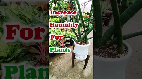 how to increase humidity for houseplants? #shorts #houseplant