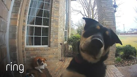 Family Dogs Learn to Use Ring Video Doorbell to Get Owner’s Attention | Ring TV