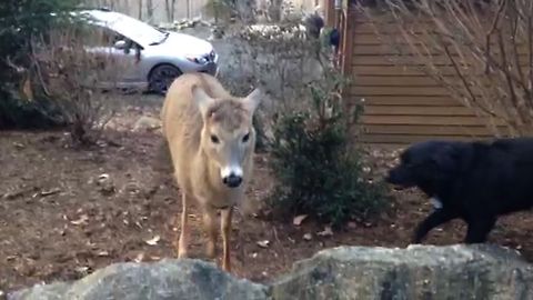 Easygoing Black Labrador Befriends A Wild Deer