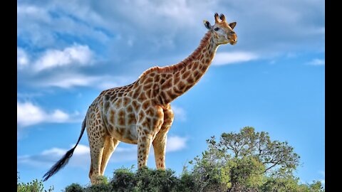 giraffe longest forest animals