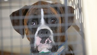 President Trump Signs Bill Making Animal Cruelty A Federal Crime