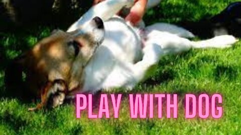 Doggy Play