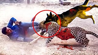 Brutal Moments Hero Animals Saved human Lives Caught On Camera (Part 3)