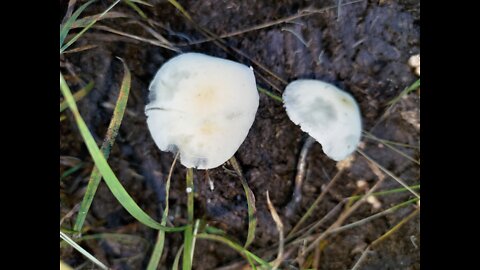 Panaeolus cyanescens of Central Queensland