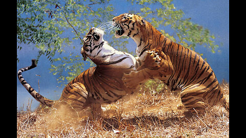 15 Merciless Animal Battles Ever Filmed, animal fighting...