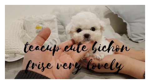 teacup cute bichon frise very lovely