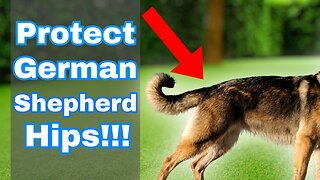 You MUST Protect Your Dogs Hips... Watch THIS!!!
