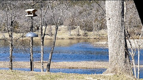 PETE AT THE FEEDER (HEAVY PRESENCE OF PETE TODAY)