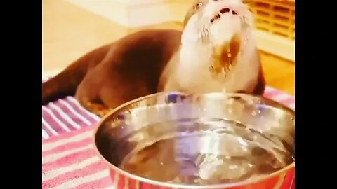 Cute Funny Sea Otter-10