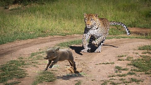 6 Minutes of Spectacular Big Cat Attacks including Lion Tiger Leopard Jaguar, Cheetah and Caracal
