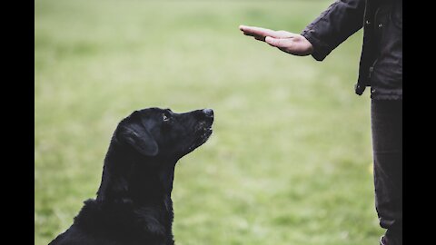 Reactive Pitbull Leash Reactive Dog Training