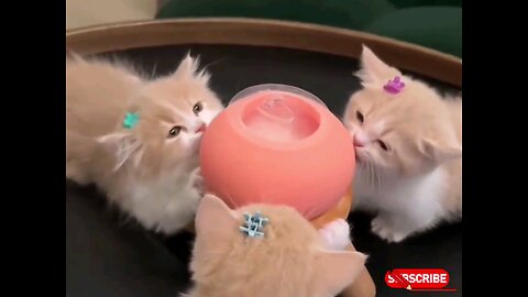 cute kitten milk feeding🐱 trending video