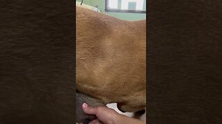 Cinnamon update. LonelyCreek bullmastiff Friday 5-12-23