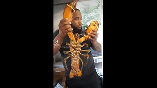 Big big lobster