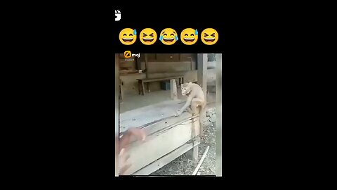 Funny monkey video