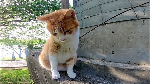 The stray cat that talks a lot was on the fence