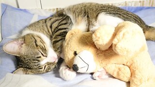 Cat Loves His Teddy Bear