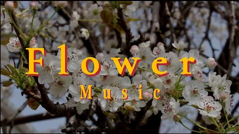 Flower Background Music