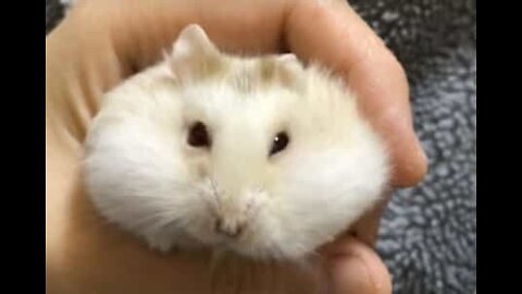 Hamster é pego no flagra com comida de passarinho nas bochechas