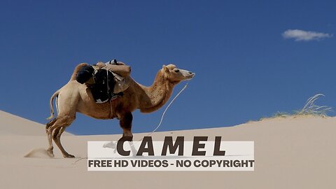 Camel | No Copyright Royalty Footage | Camel Animals | Copyright Free Video | Free Stock Footage