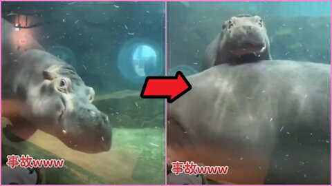 Funny Japanese Animal Tik Tok Video 2021