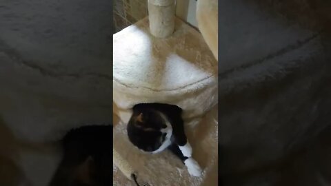 Tortie Cat Playing With String