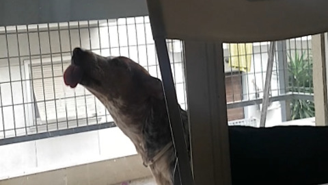 Goofy dog humorously licks window