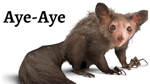 Aye-Aye - Animals that carry bad luck harbingers !?
