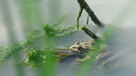 Green frog in natural habitat - Close Up