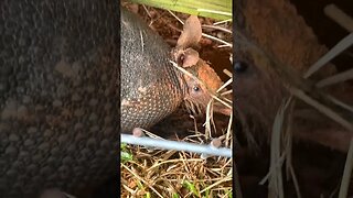 Sasuke meets an armadillo