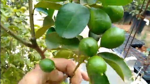 frutíferas produzindo em vaso mirtilo cereja rio grande e da Austrália abacate cajá dovialis doce...