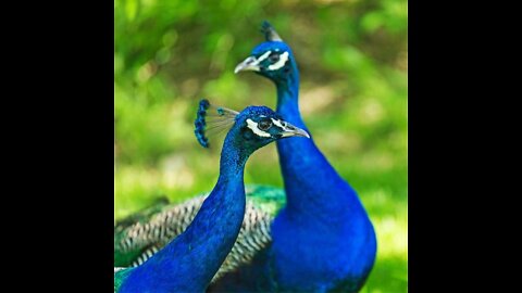 Beautiful Peacocks