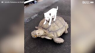 Un cucciolo di cane prende un passaggio da un'enorme tartaruga