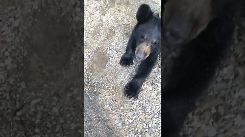 Woman removes container off black bear's head #shorts #bear #rescue