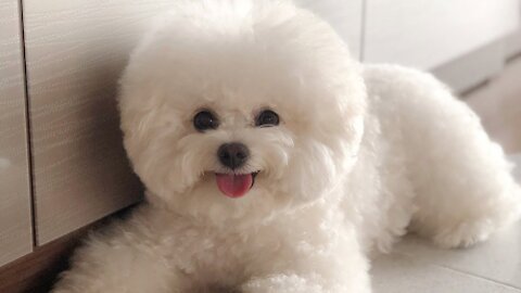 Bichon frise is so cute! lovely puppy