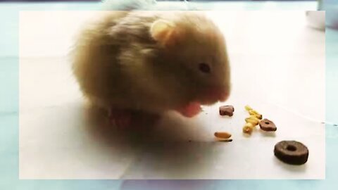 Greedy hamsters eat with great gusto. Bon appetite.