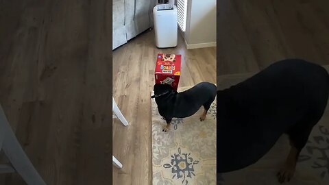 My food motivated part bassett hound got a box stuck on her head #funnydogs #derp #doglover