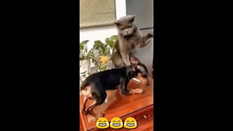 #Funniest #Cats 🐱 and #Dogs 🐶 #Part3